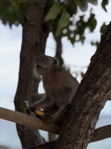 Остров Ко Лан (Koh Larn): самостоятельный гайд — как добраться, пляжи, маршруты на 1 день и с ночёвкой