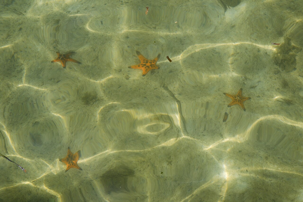 Морские звёзды на Starfish Beach